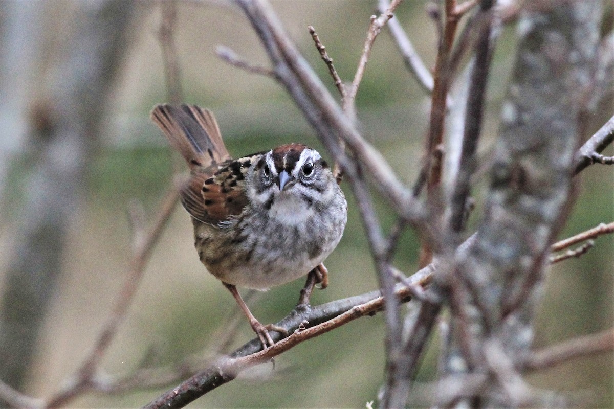 Swamp Sparrow - ML438551581