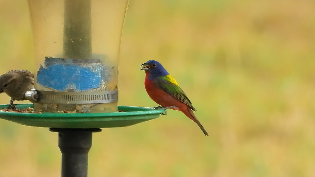 Painted Bunting - ML438554651
