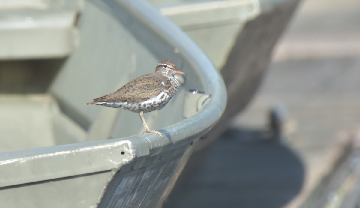 Spotted Sandpiper - ML438555171