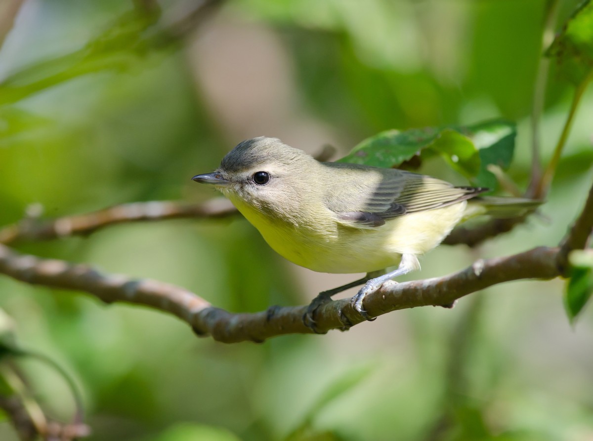 Philadelphia Vireo - ML43855571