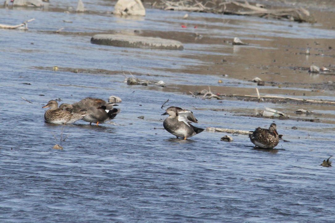 kopřivka obecná - ML438555871