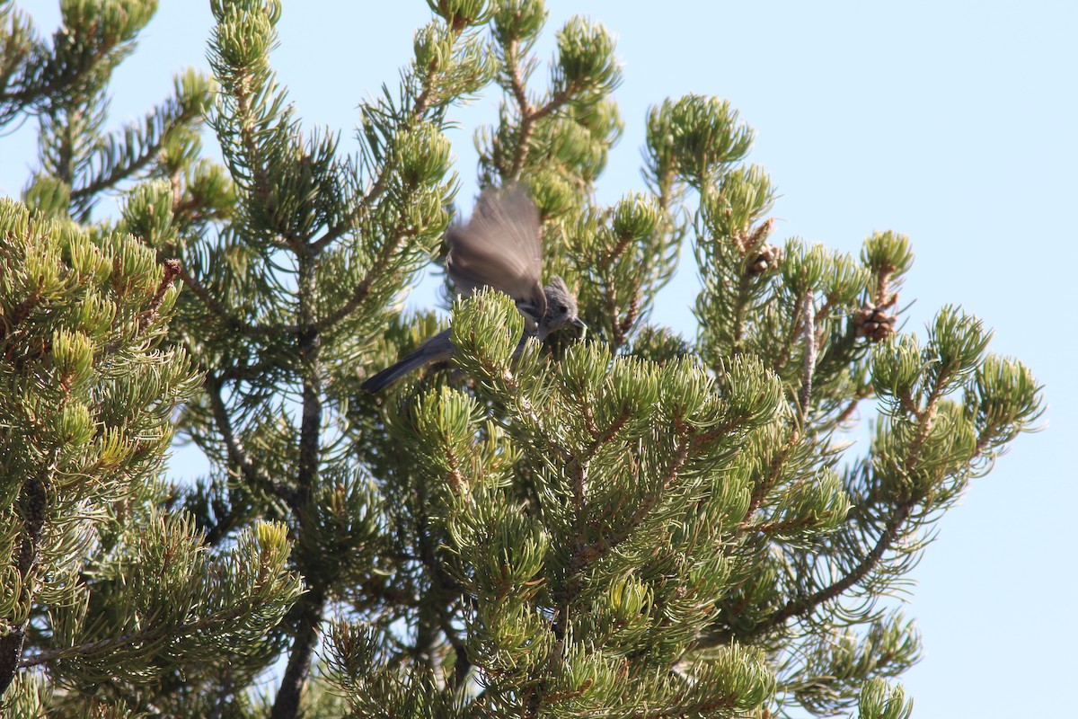 Juniper Titmouse - Richard Garrigus