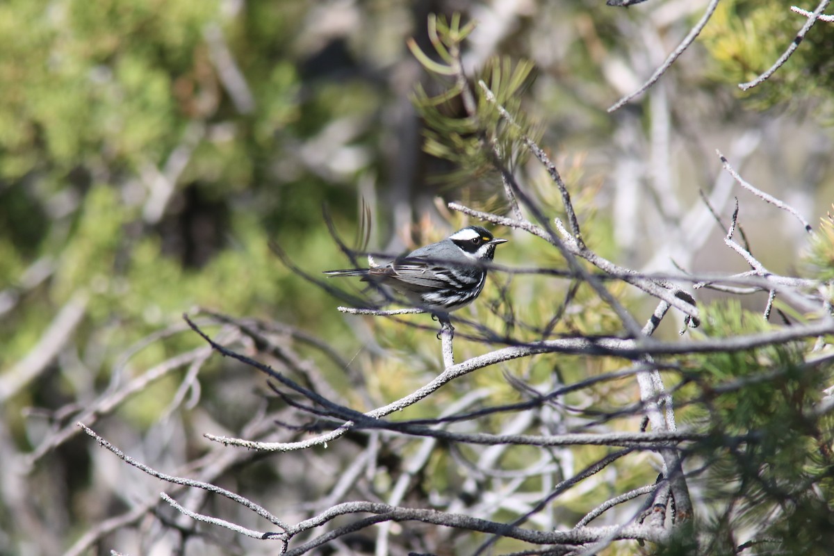 Black-throated Gray Warbler - ML438556121