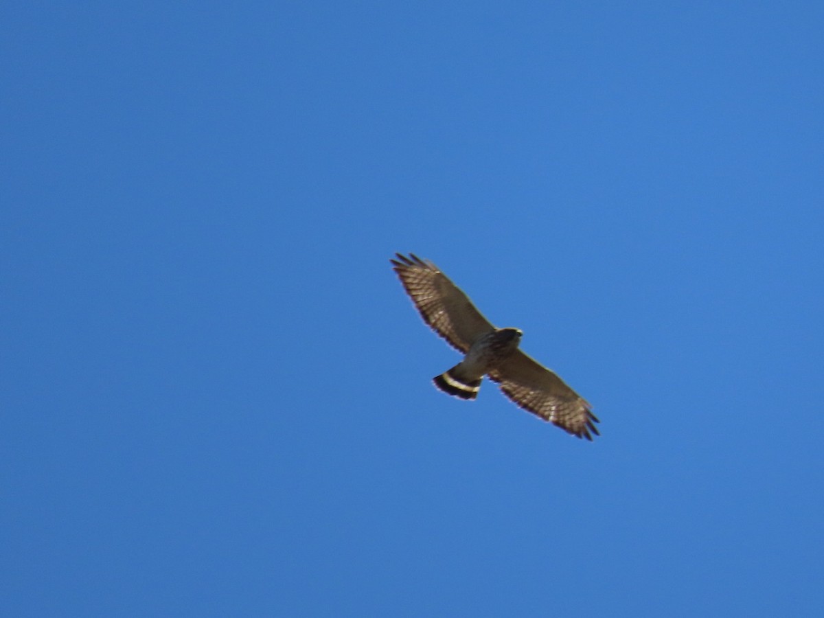 Broad-winged Hawk - ML438557221