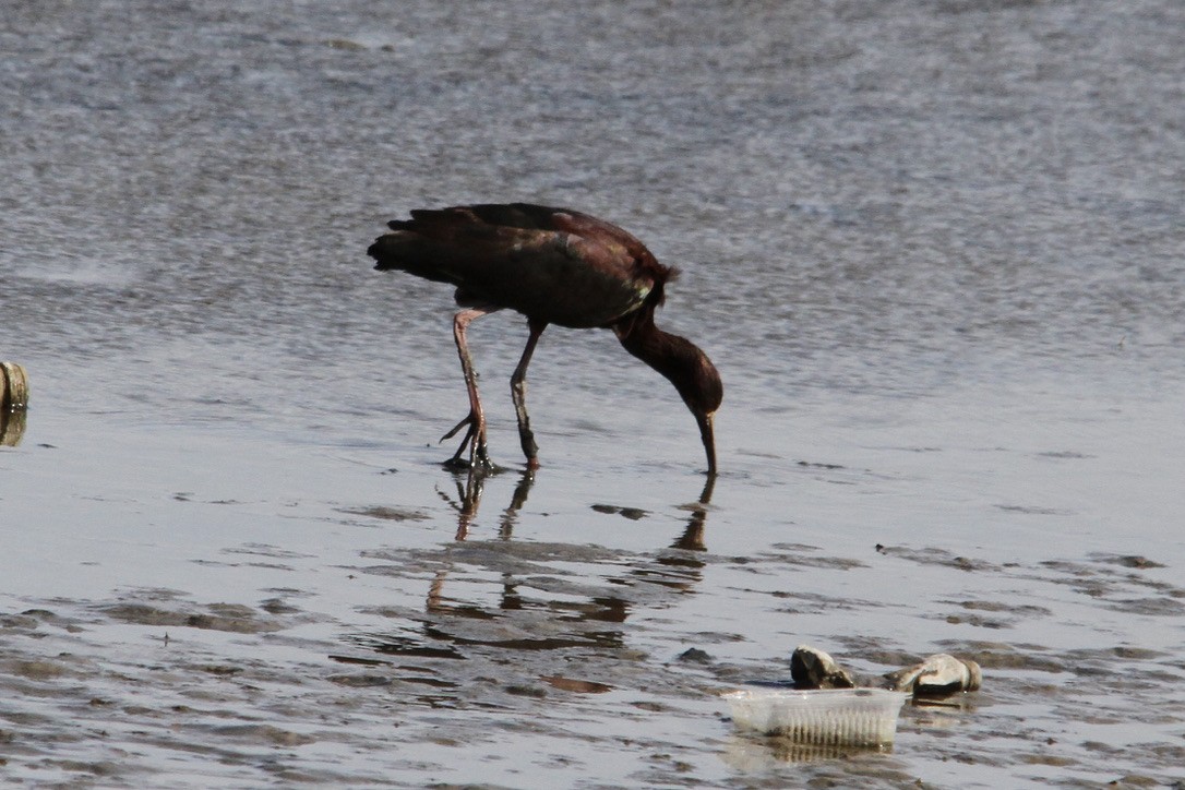 ibis americký - ML438557481