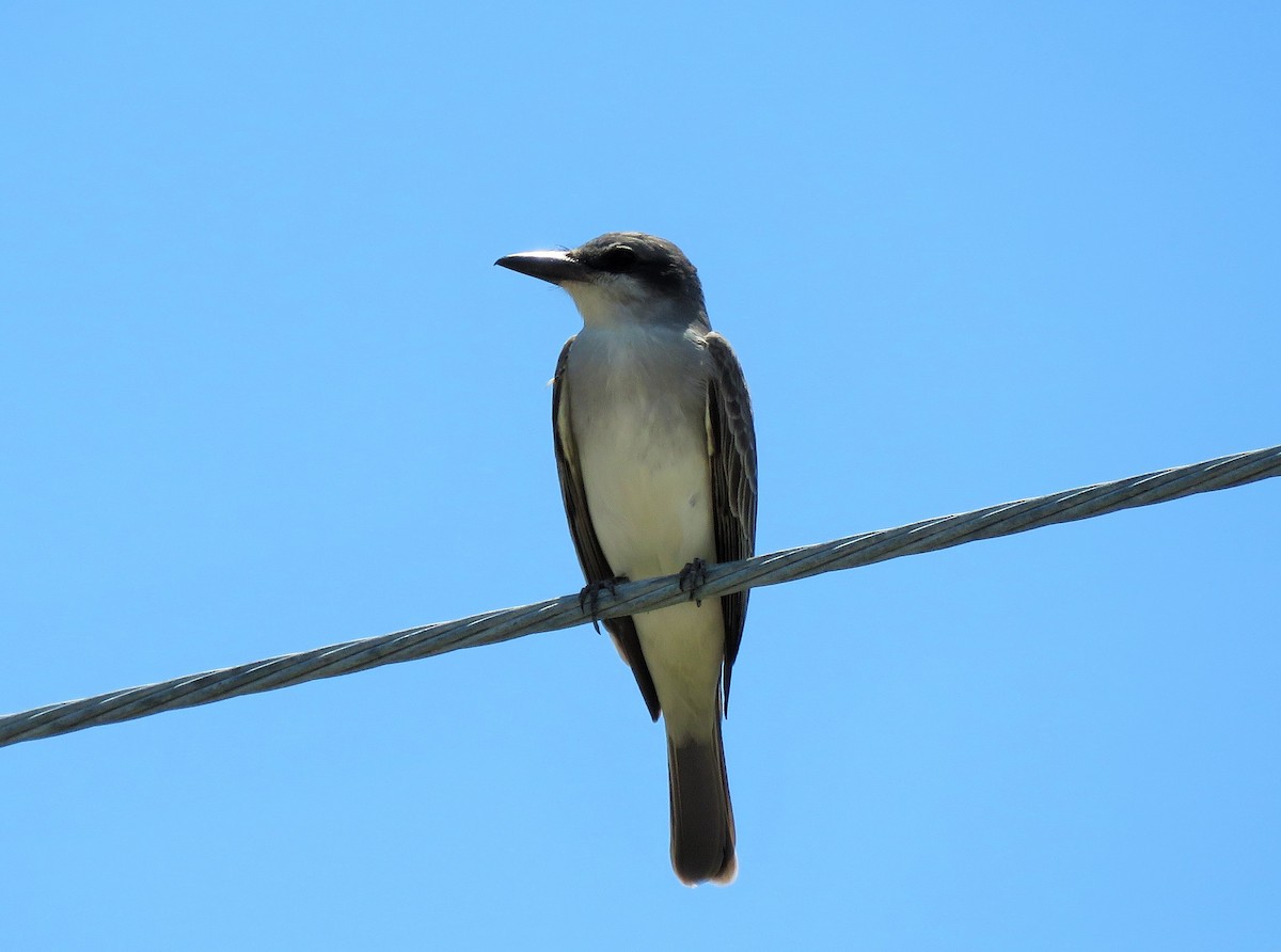 Gray Kingbird - Ken Spilios