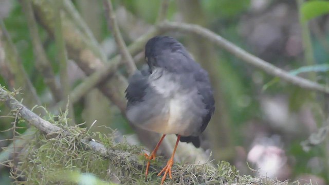 Slaty-backed Nightingale-Thrush - ML438559601