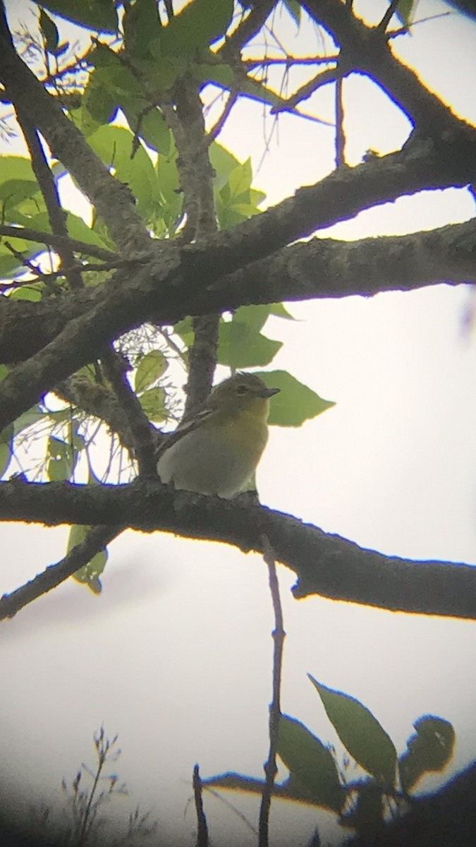 Yellow-throated Vireo - ML438560501