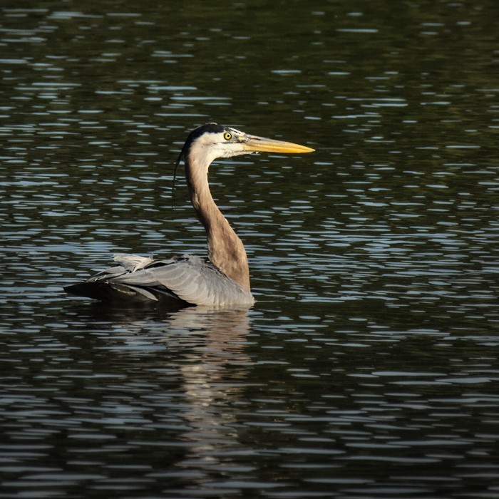 Great Blue Heron - ML438560861