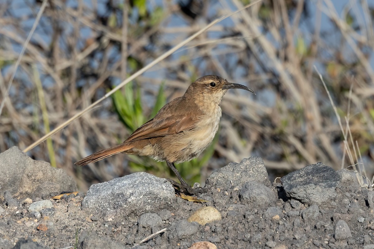 White-throated Earthcreeper - ML438561591