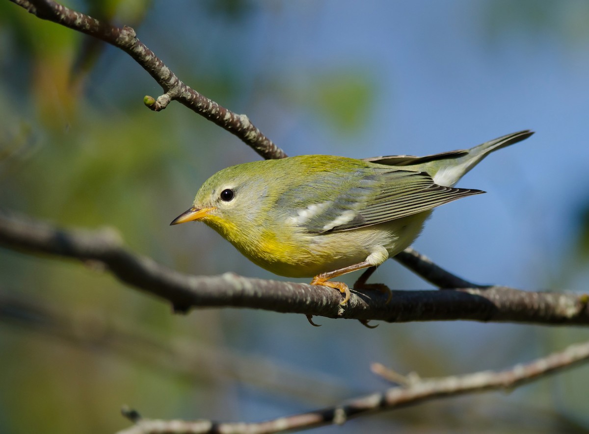 Northern Parula - Alix d'Entremont