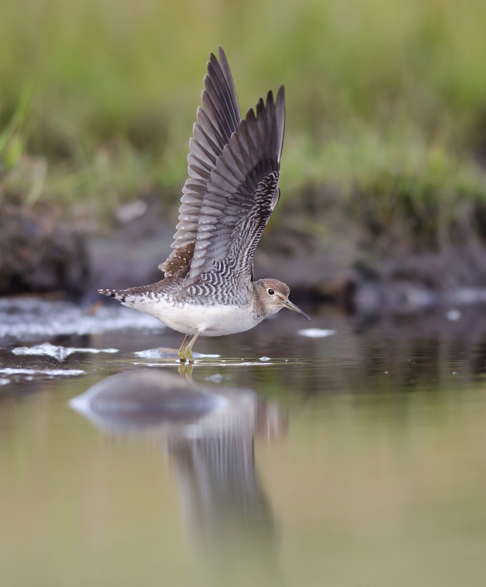 Solitary Sandpiper - Alix d'Entremont