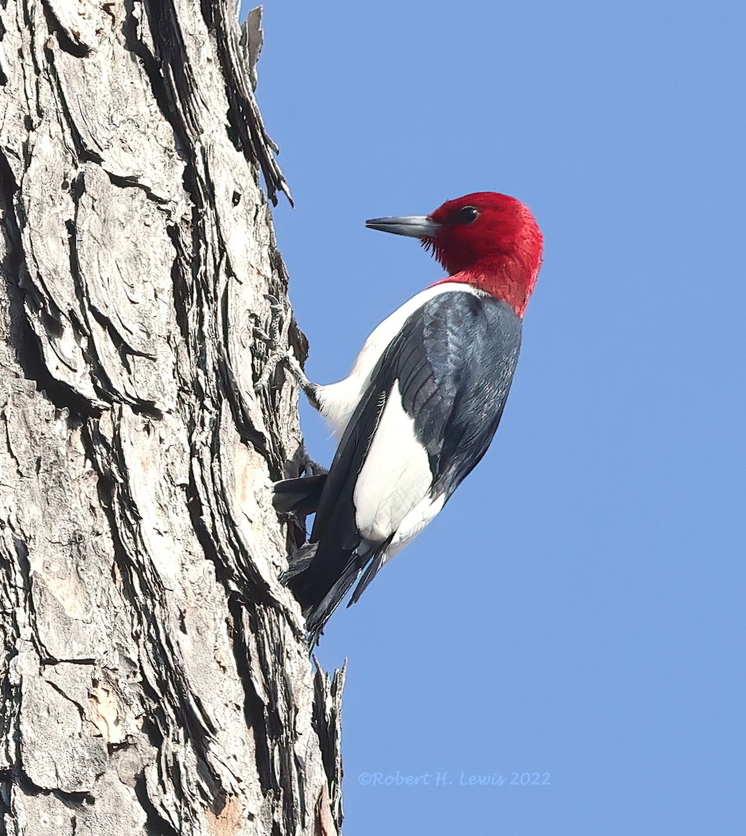 Red-headed Woodpecker - Robert Lewis