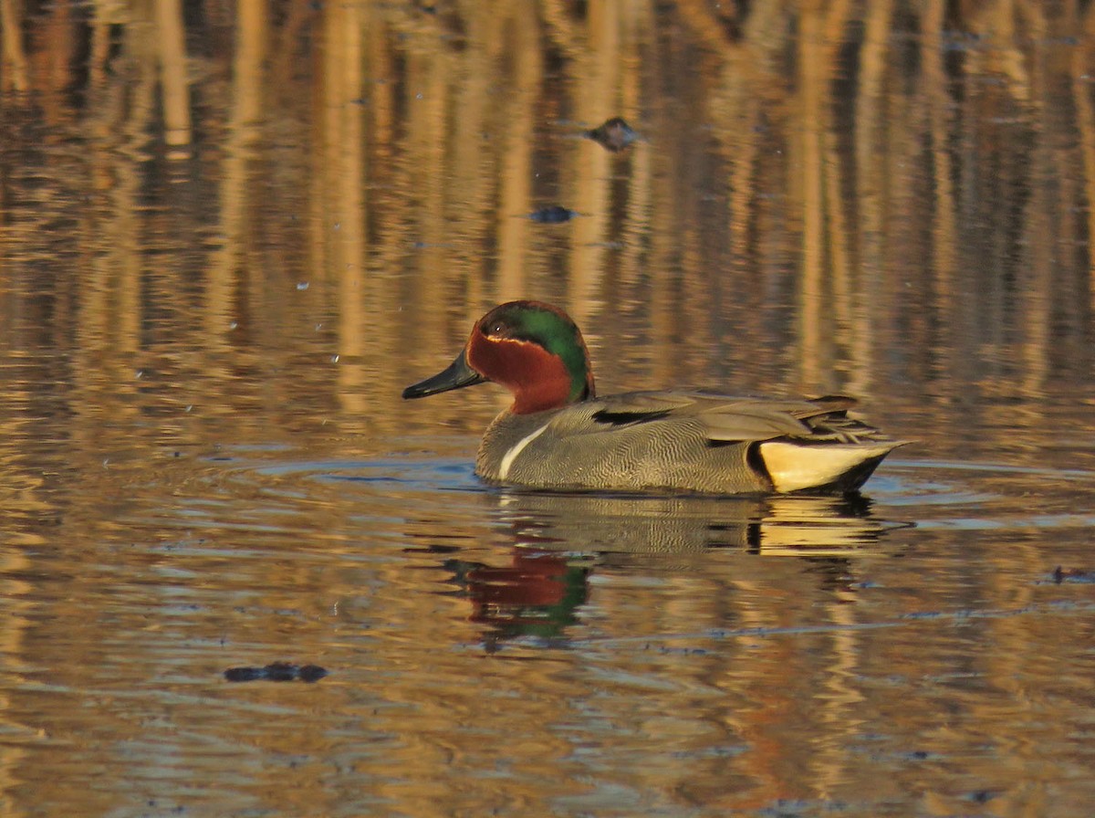 Green-winged Teal - ML438571991