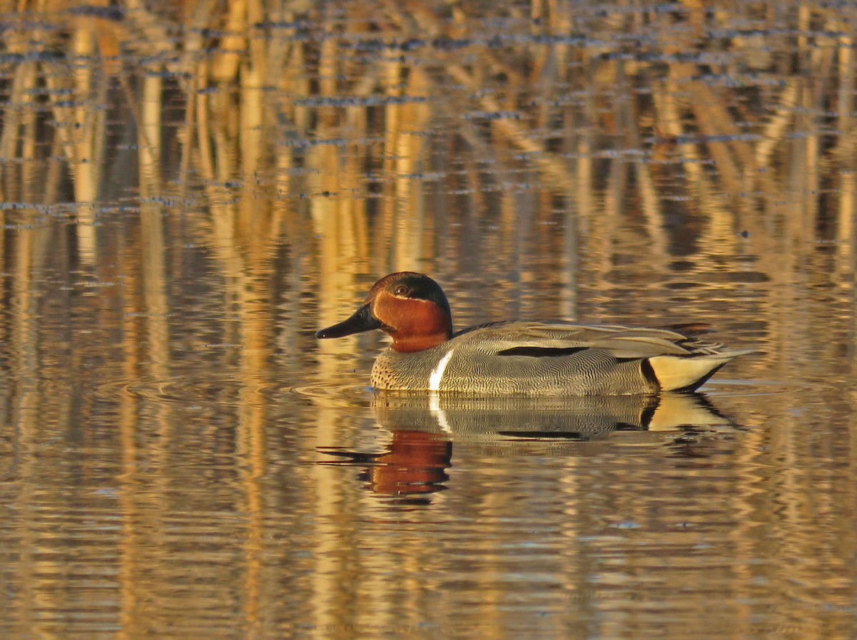 Green-winged Teal - ML438572171