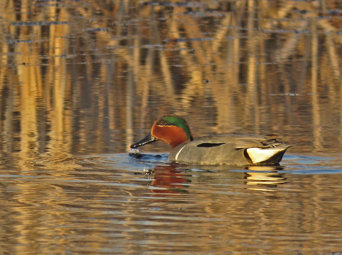 Green-winged Teal - ML438572181