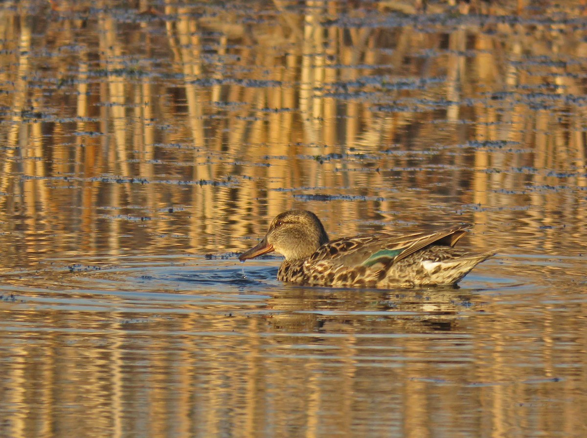 Green-winged Teal - ML438572281