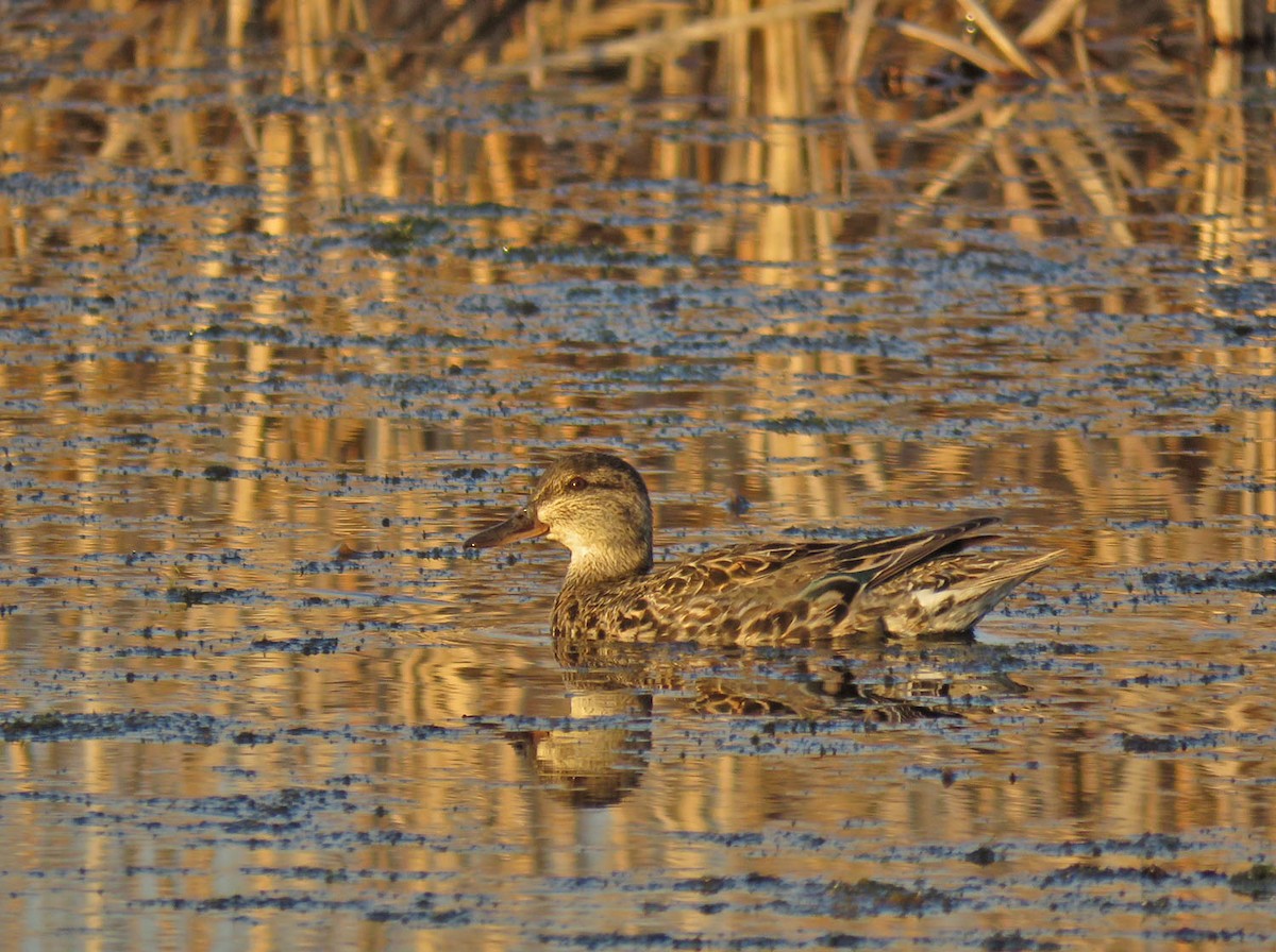 Green-winged Teal - ML438572291