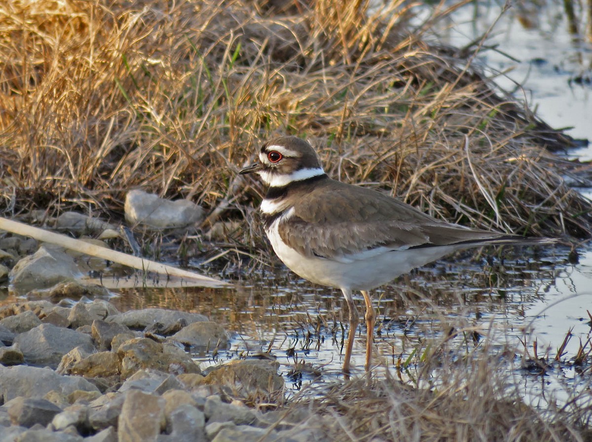 Killdeer - ML438572481