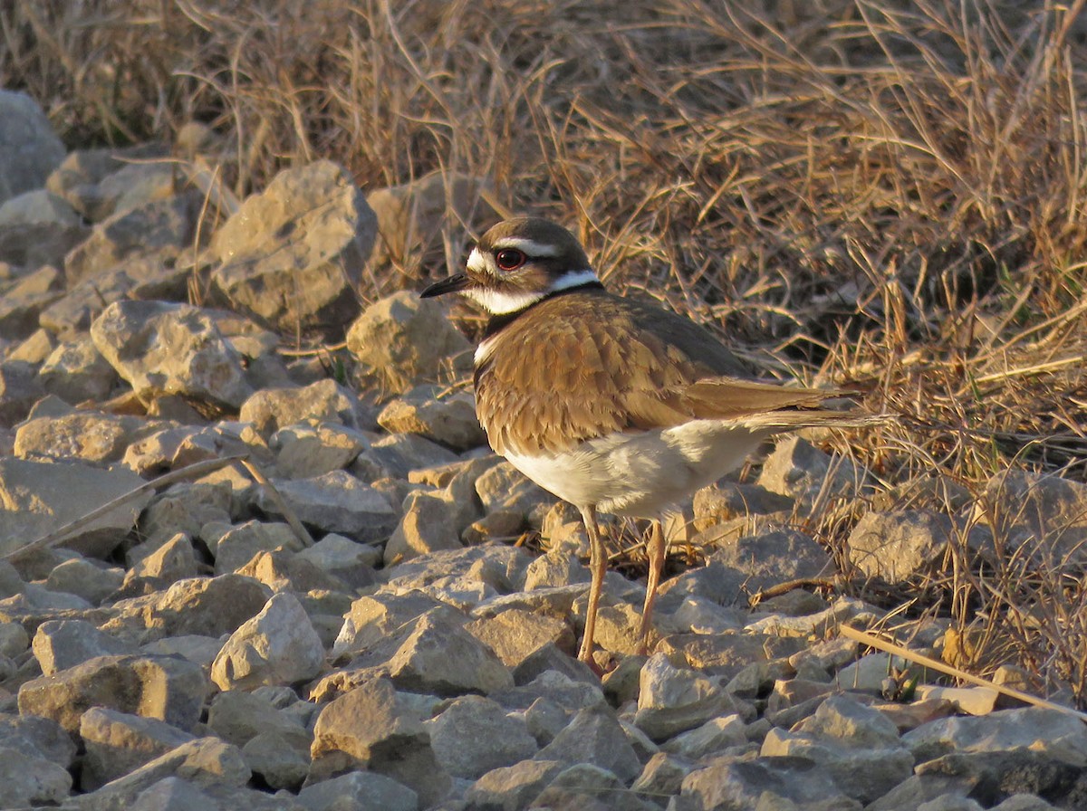 Killdeer - ML438572631