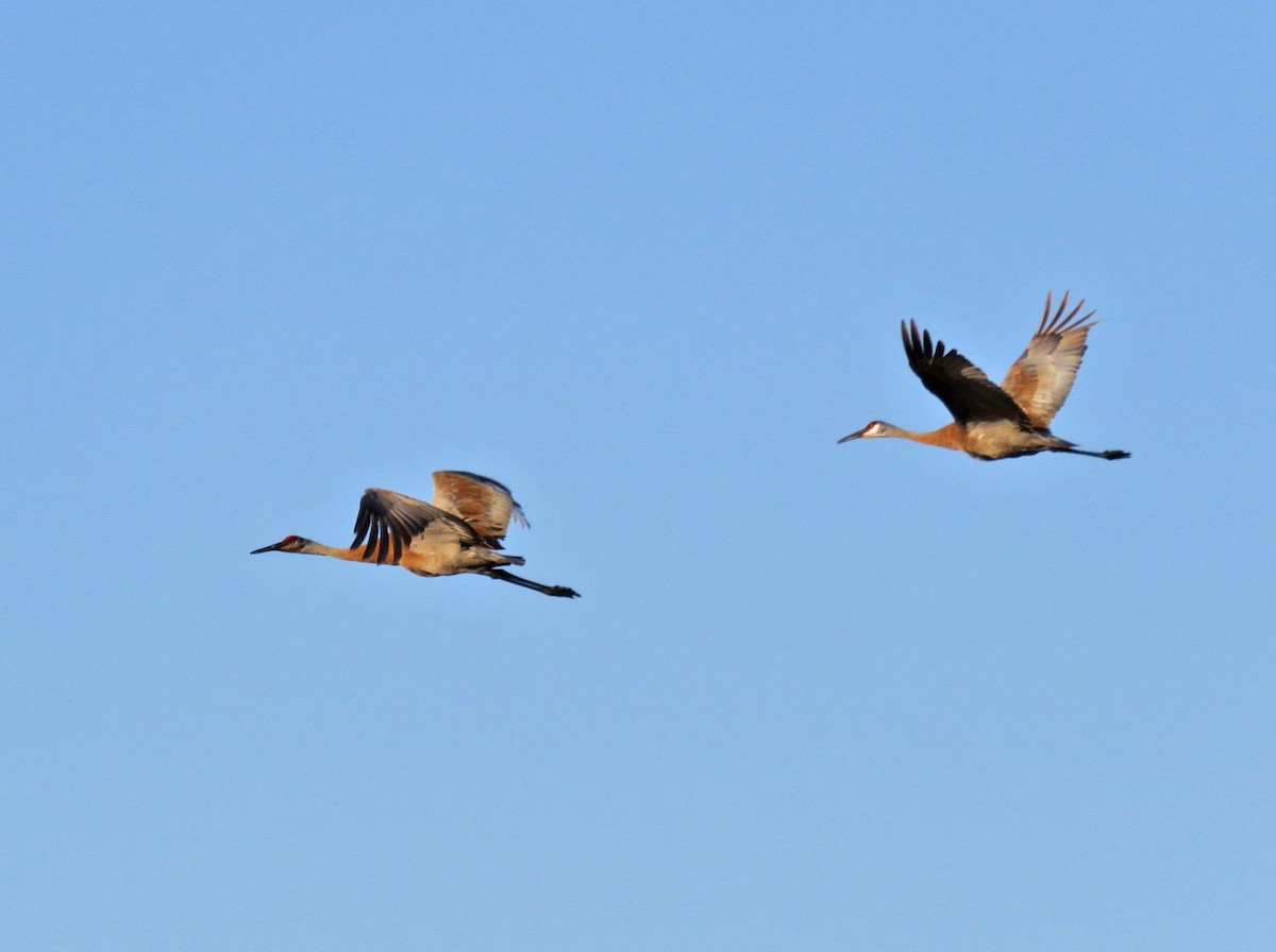 Sandhill Crane - ML438573171