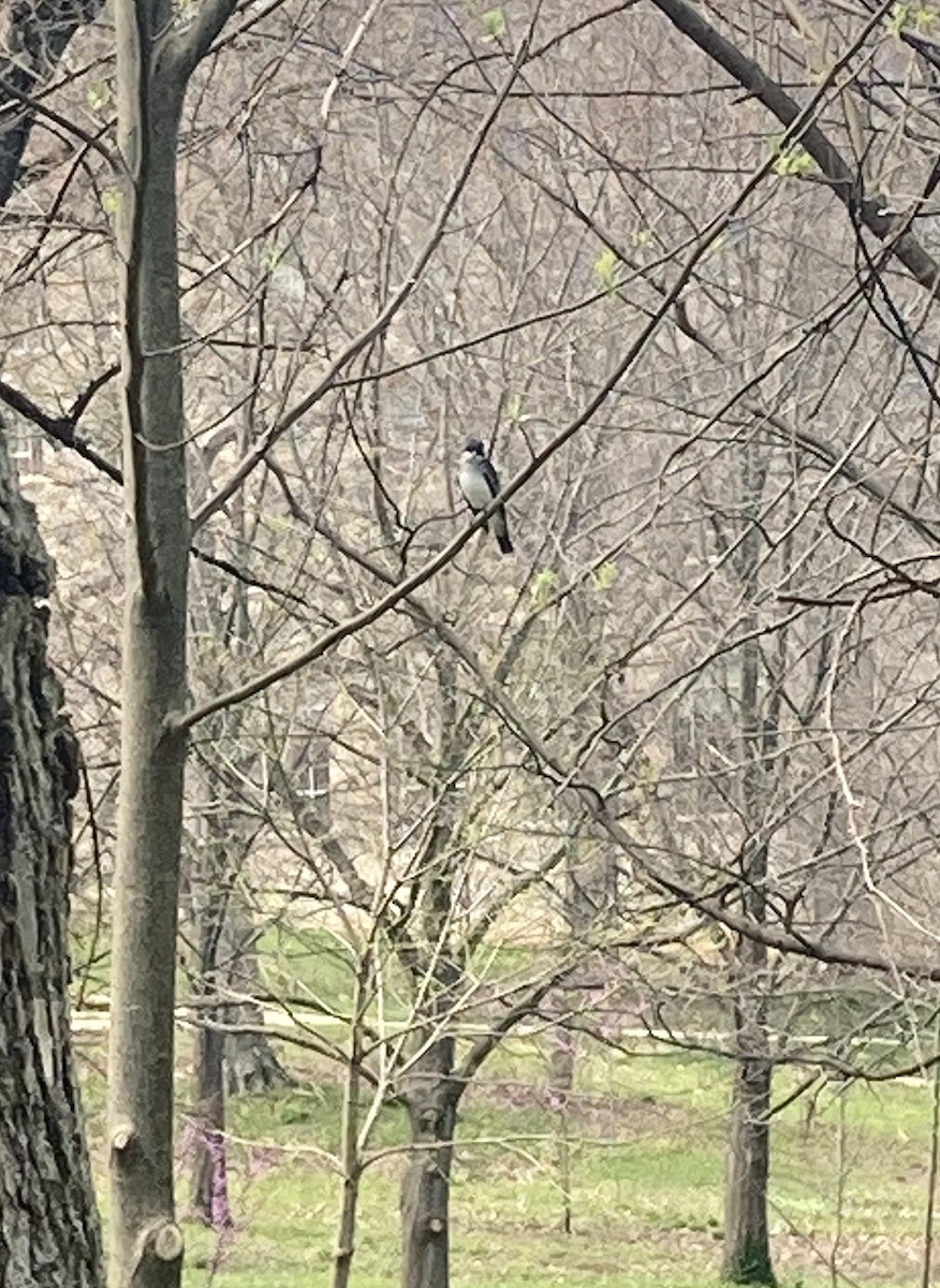 Eastern Kingbird - ML438573361