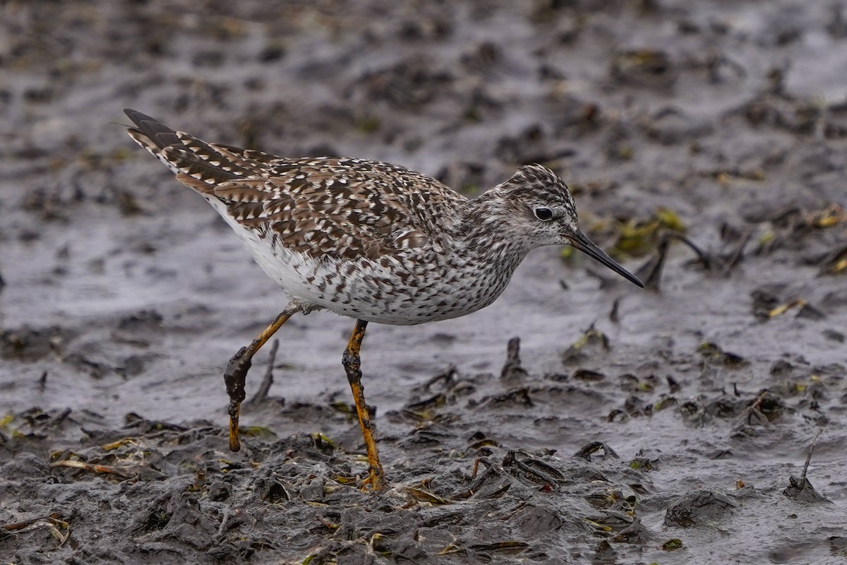 Lesser Yellowlegs - ML438573901