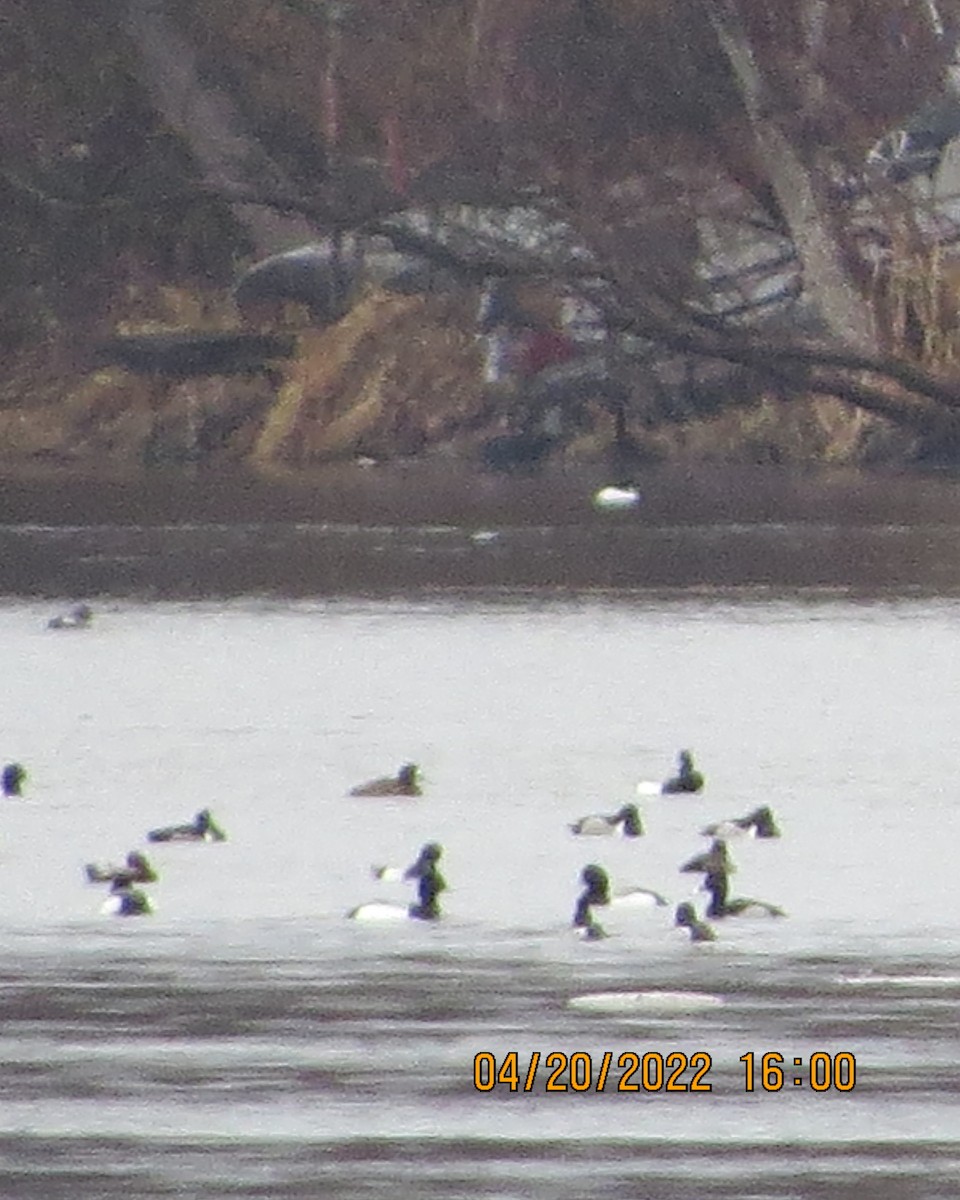 Lesser Scaup - ML438575041