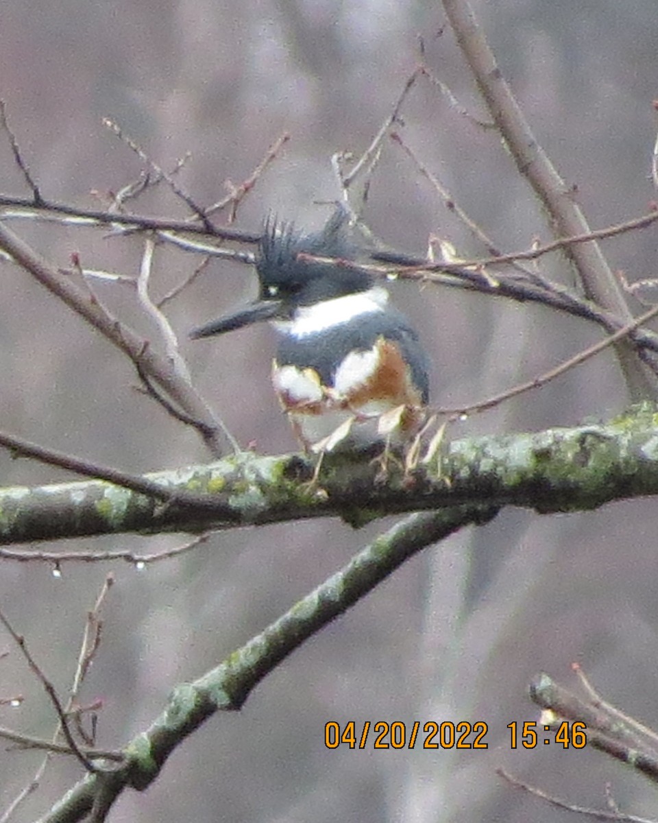 Belted Kingfisher - ML438575291