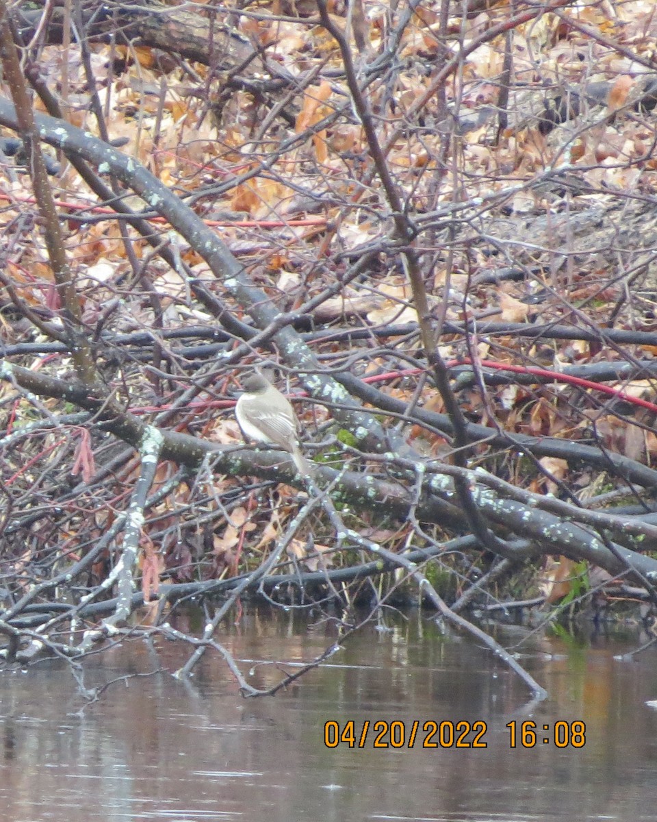 Eastern Phoebe - ML438575431