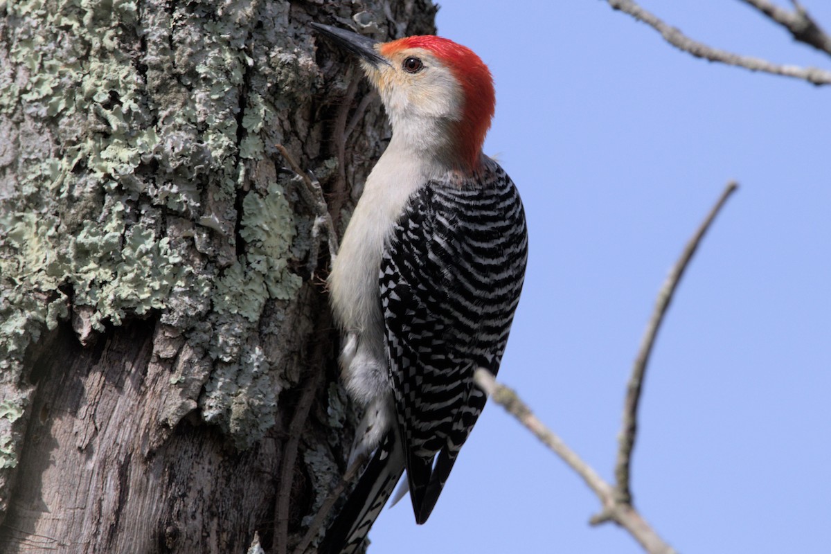 Red-bellied Woodpecker - ML438576091