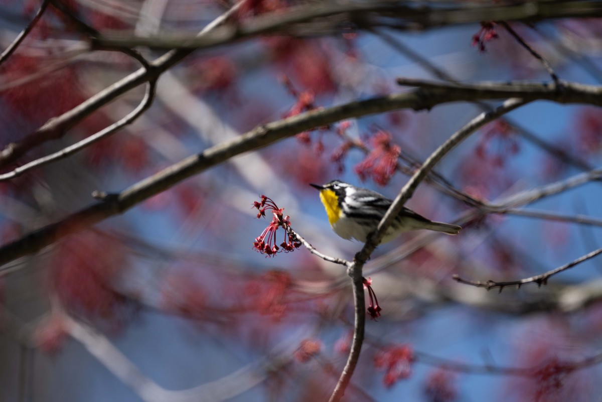 Yellow-throated Warbler - Karen Lee Lewis