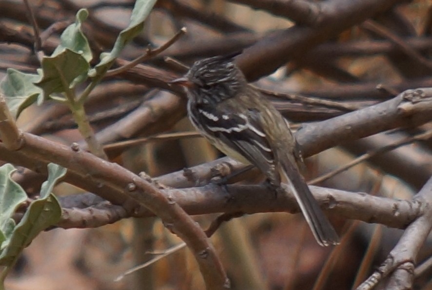 Yellow-billed Tit-Tyrant - ML43857691