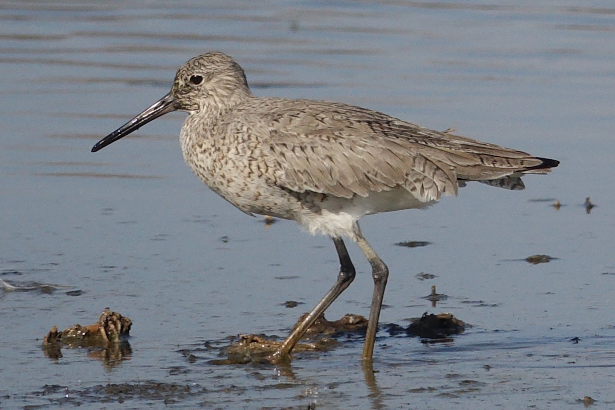 Willet - ML438580161