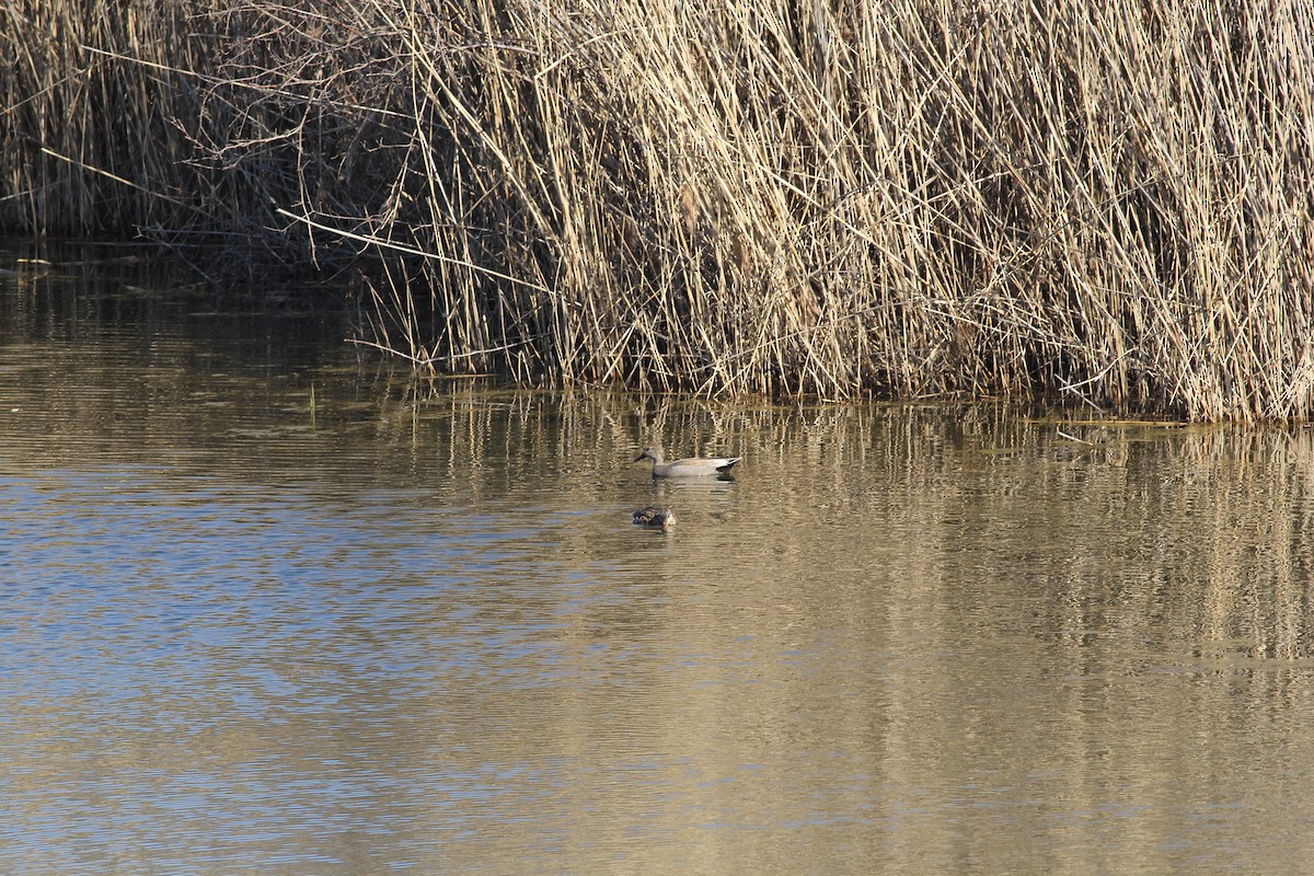 Canard chipeau - ML438580911