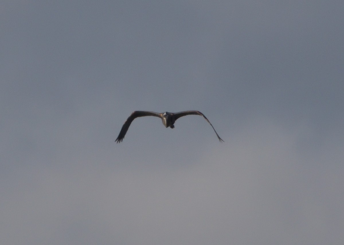 Great Blue Heron (Great Blue) - ML438583701