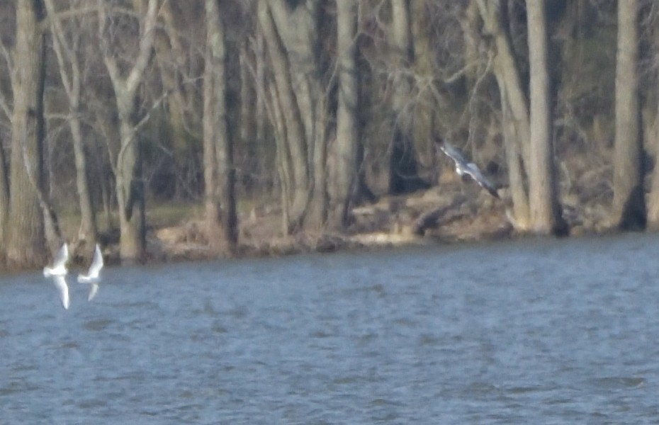 Herring Gull (American) - ML438584141