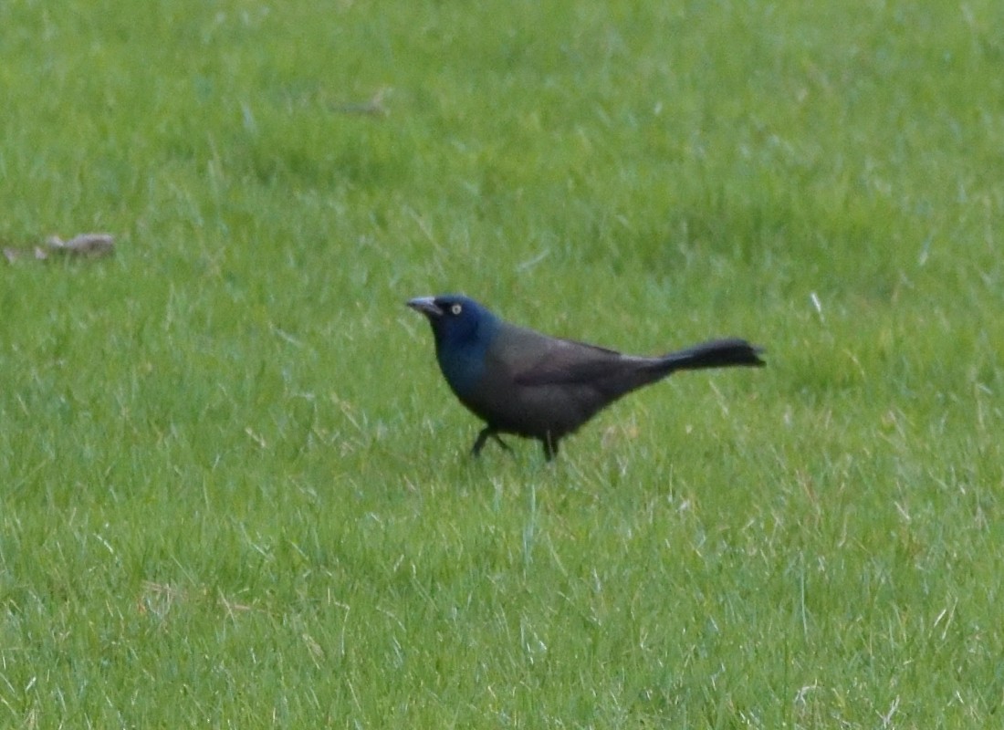 Common Grackle - ML438584661