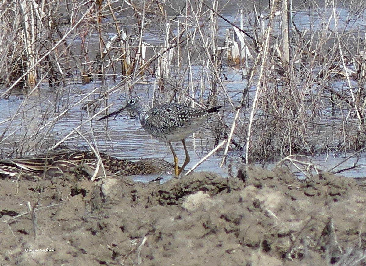 Greater Yellowlegs - ML438586721