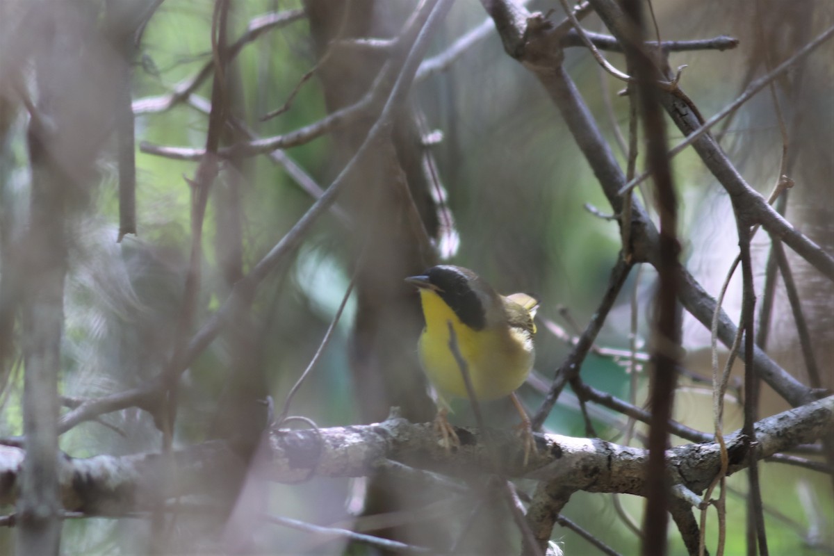 Common Yellowthroat - ML438587001