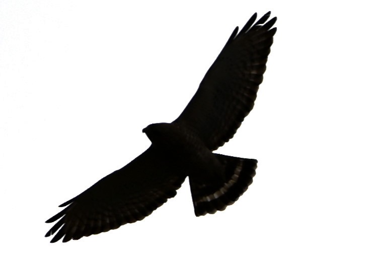 Broad-winged Hawk - ML438588071