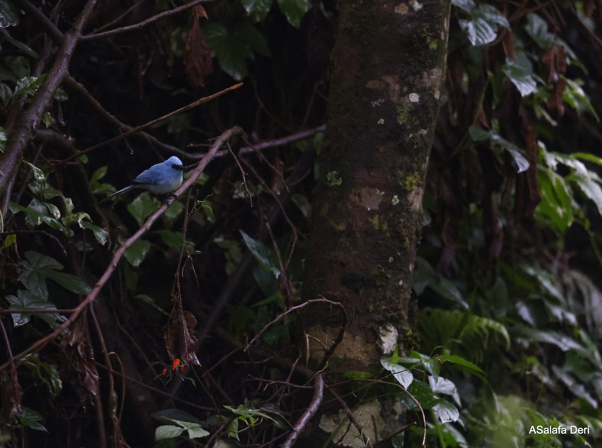 African Blue Flycatcher - Fanis Theofanopoulos (ASalafa Deri)