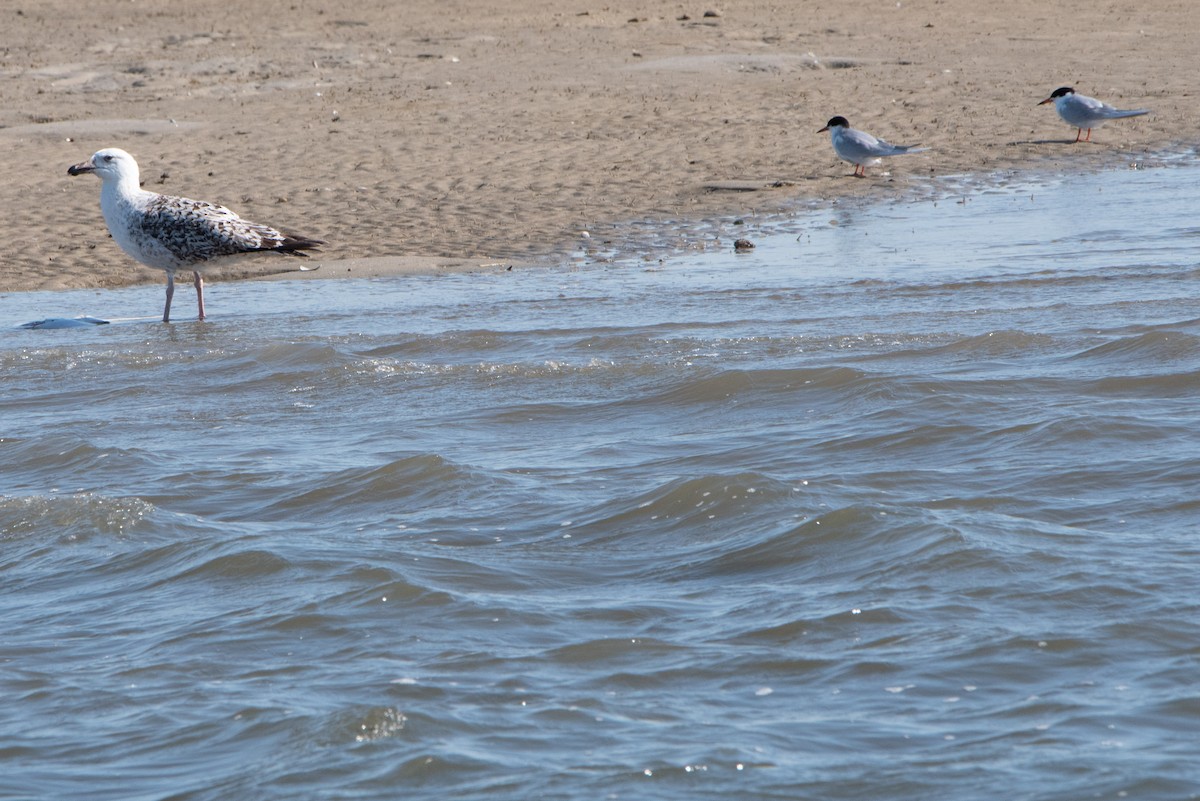 Forster's Tern - ML438589251