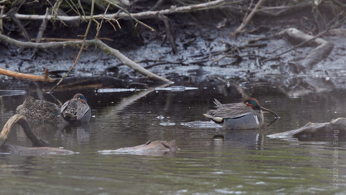 Green-winged Teal (Eurasian x American) - ML438589371