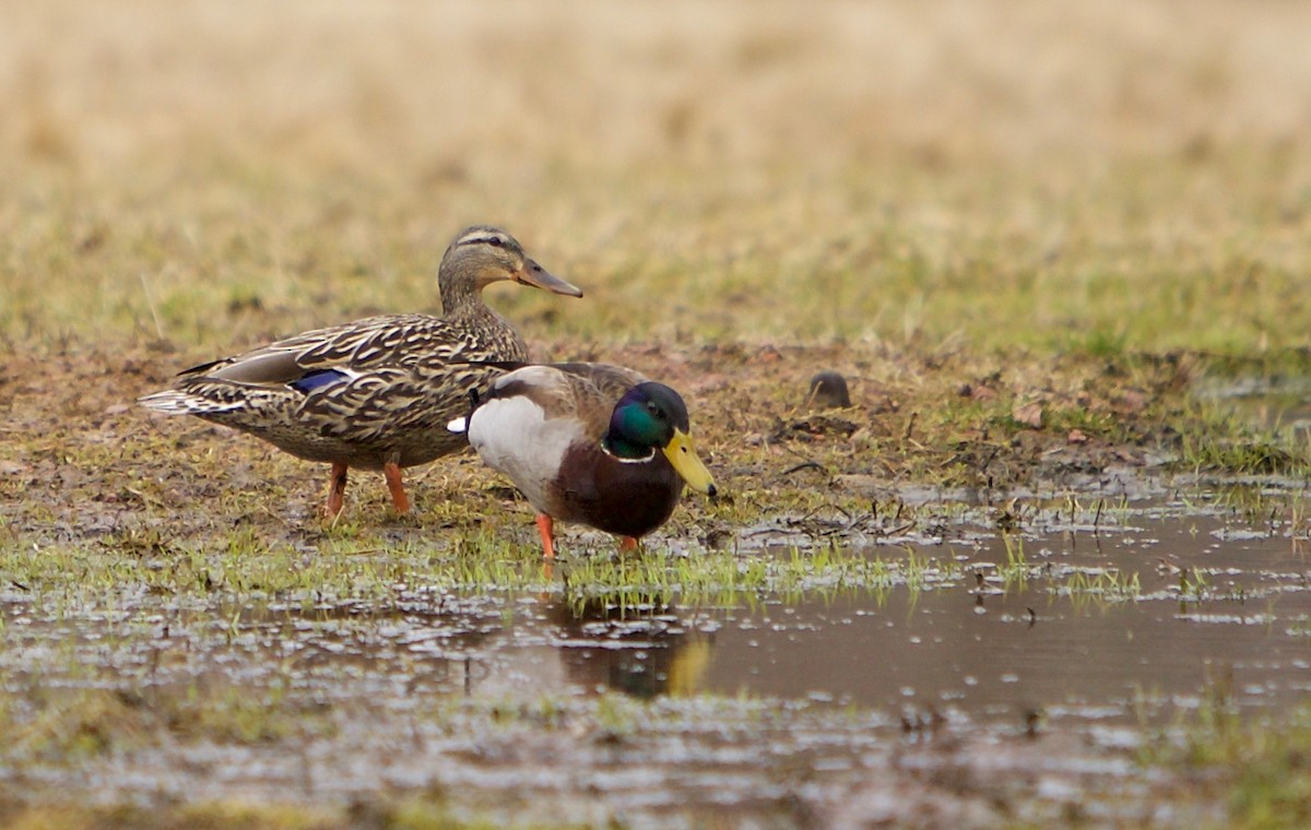 Mallard - ML438589891