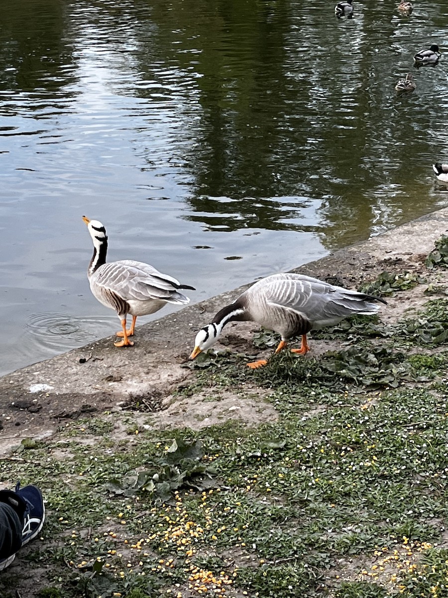 Bar-headed Goose - ML438590581