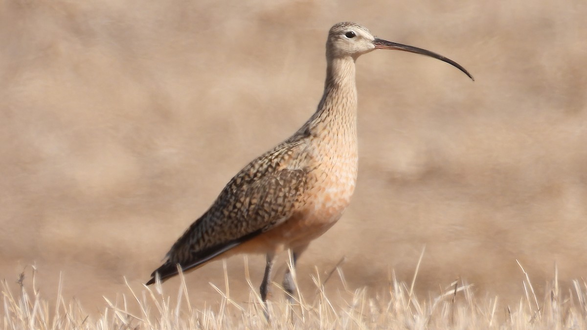 Long-billed Curlew - ML438591981