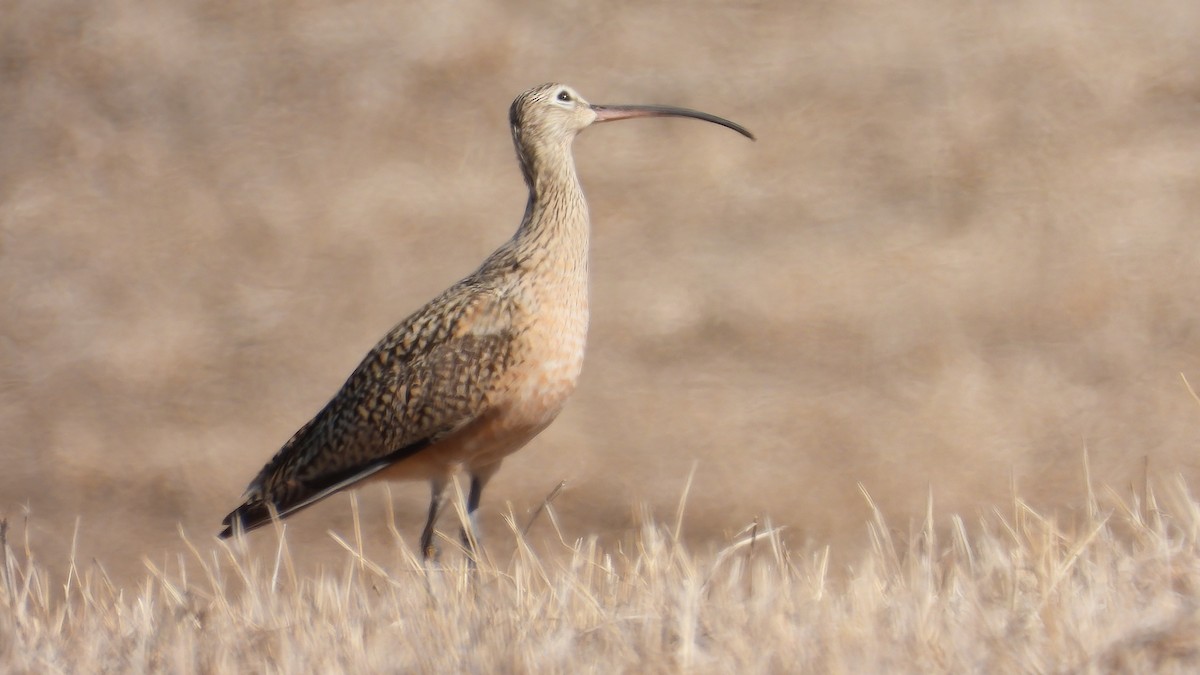 Long-billed Curlew - ML438591991