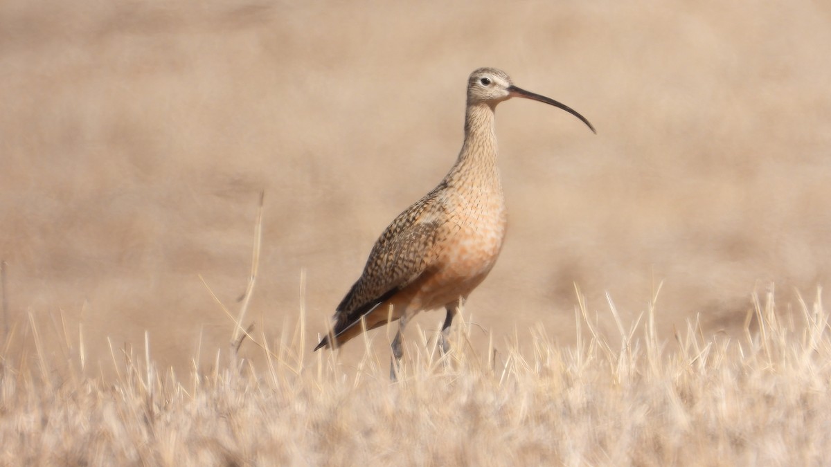 Long-billed Curlew - ML438592011