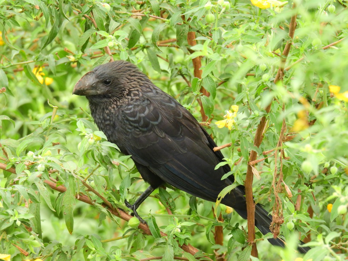 Smooth-billed Ani - ML438593791